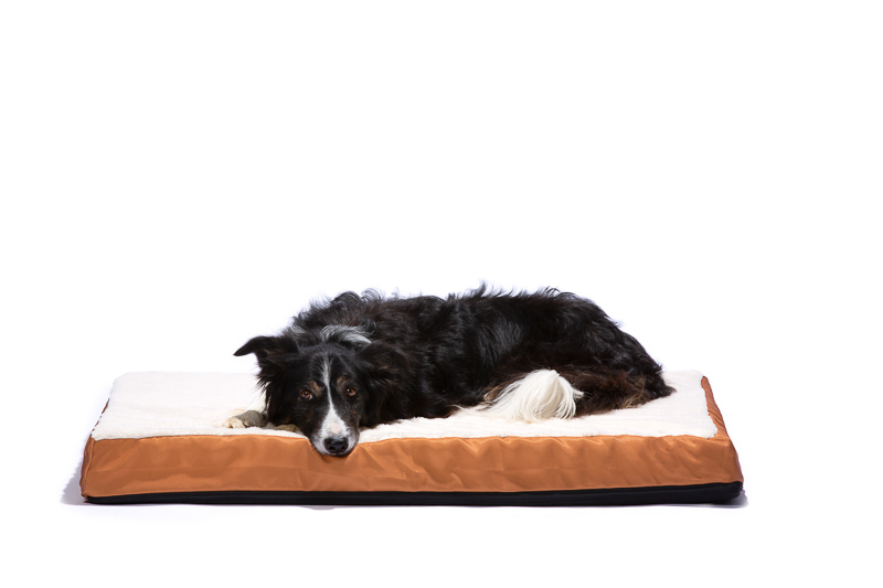 stay_pet_bedding-2 collie on dog bed